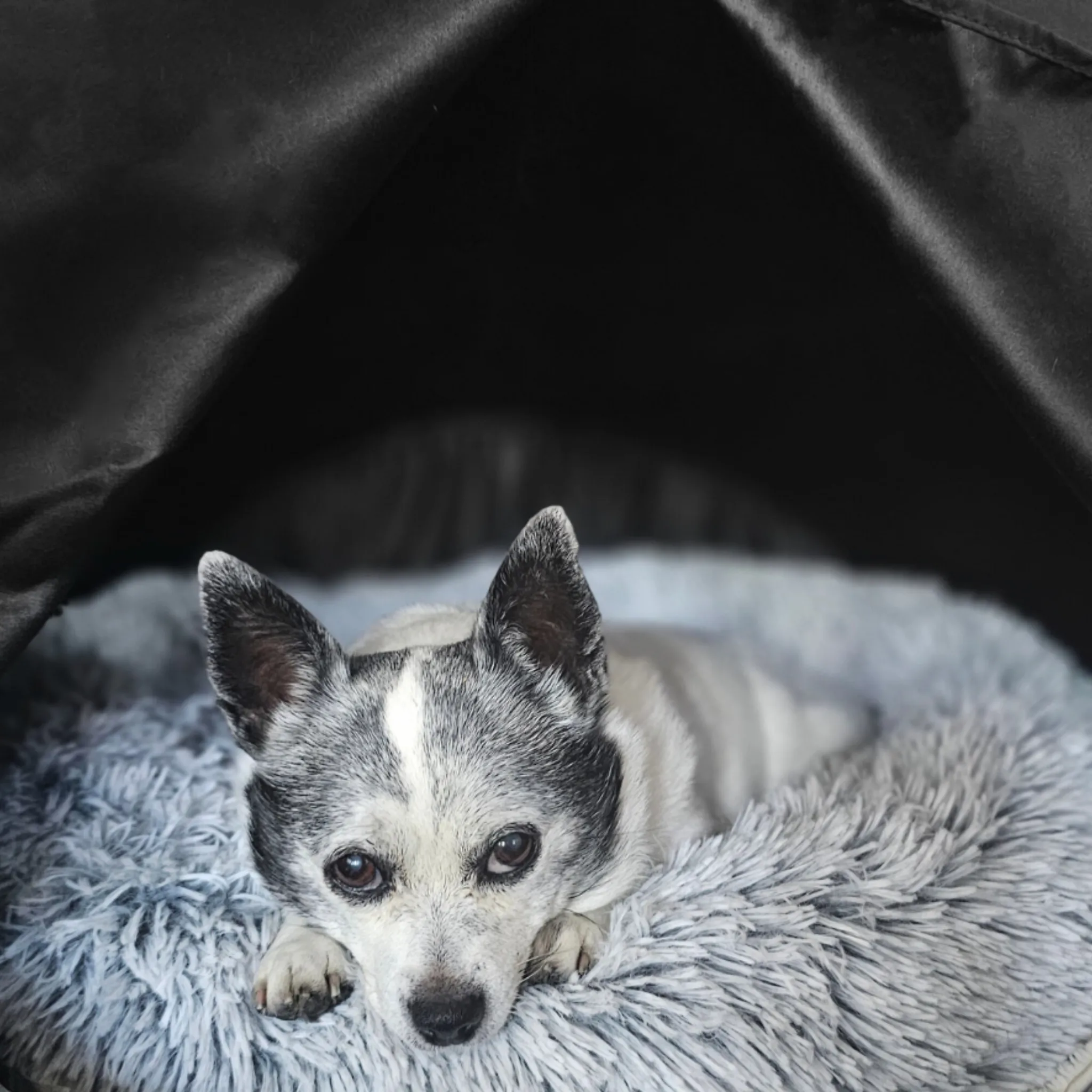 Cozy Calming Small Pet Den