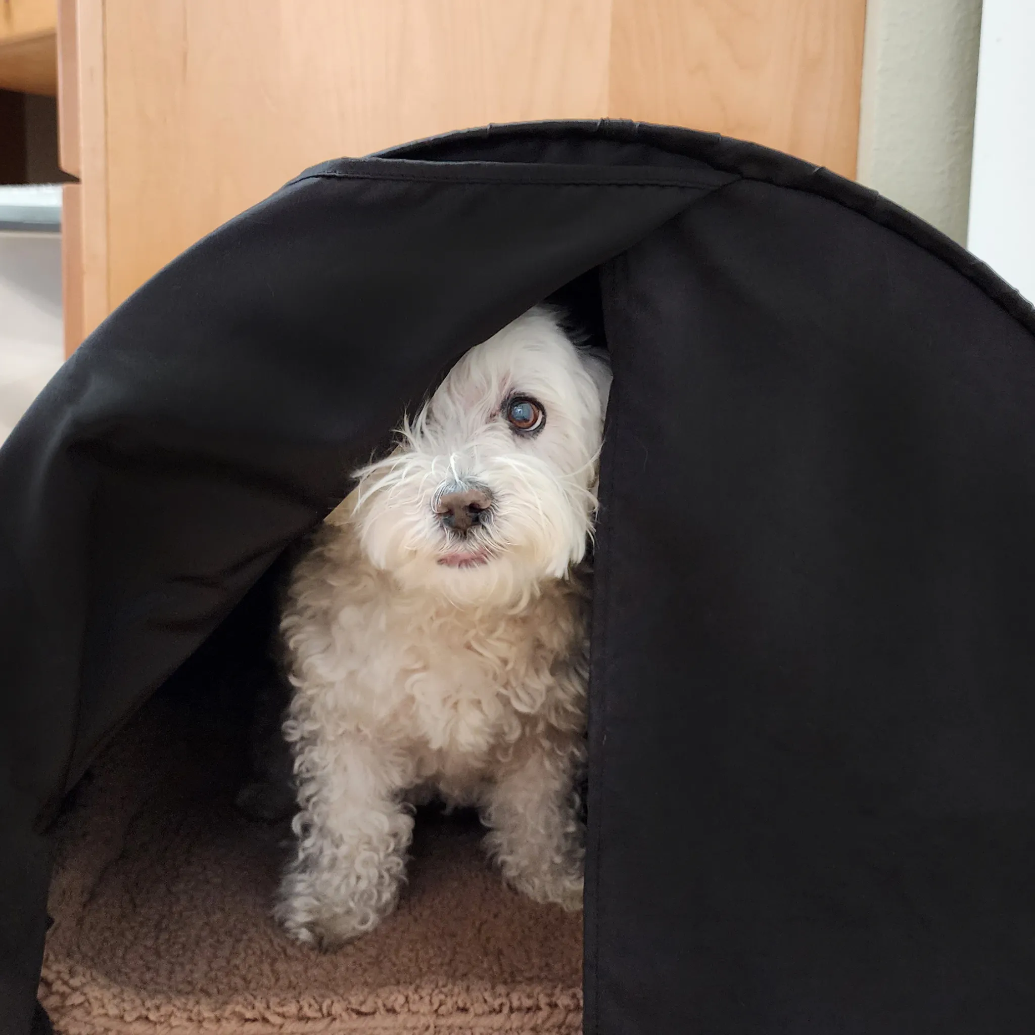 Cozy Calming Small Pet Den