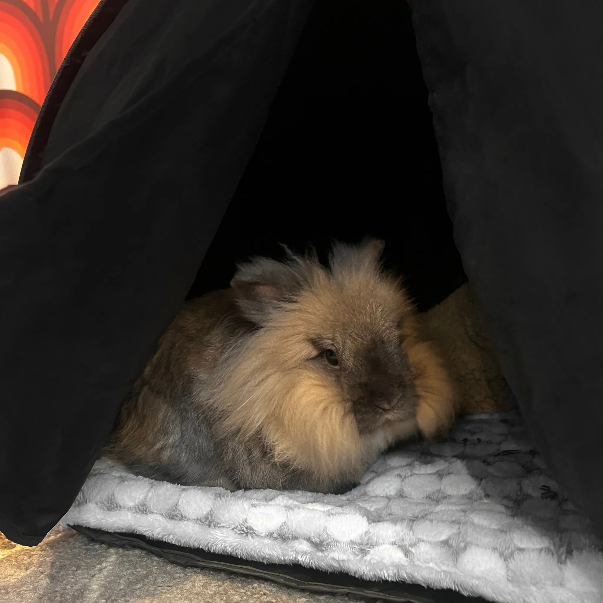 Cozy Calming Small Pet Den