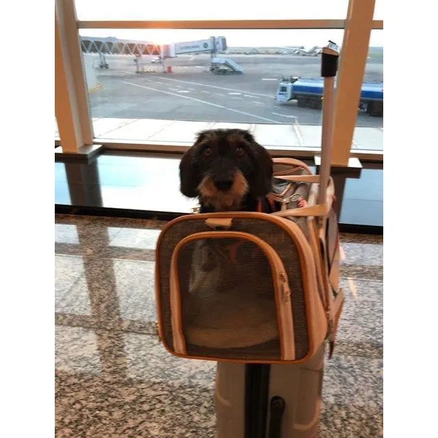Mr. Peanut's Gold Series Standard Size Airline Compliant Expandable Pet Carrier