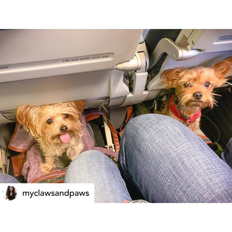Mr. Peanut's Gold Series Standard Size Airline Compliant Expandable Pet Carrier