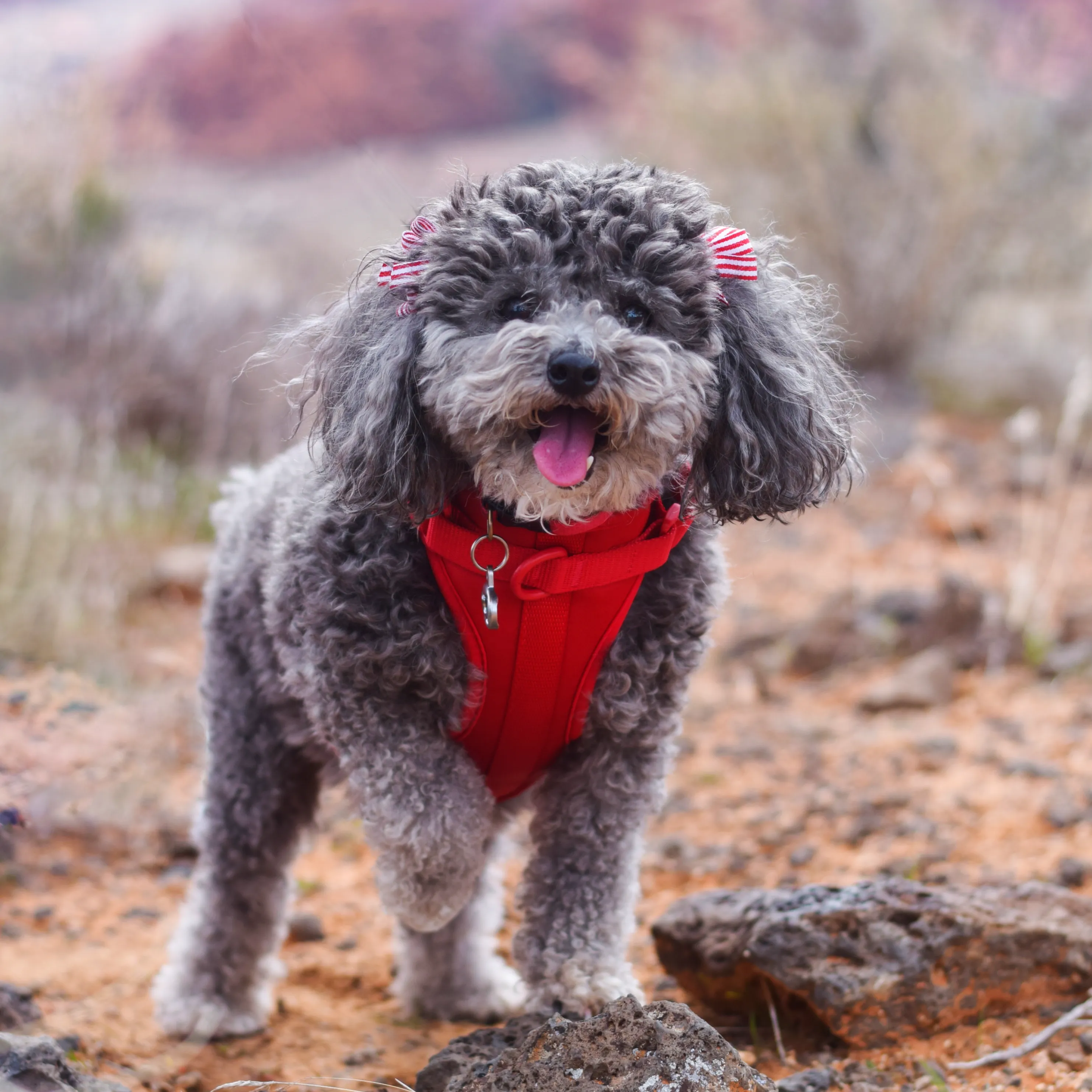 Pet Adventure Kit